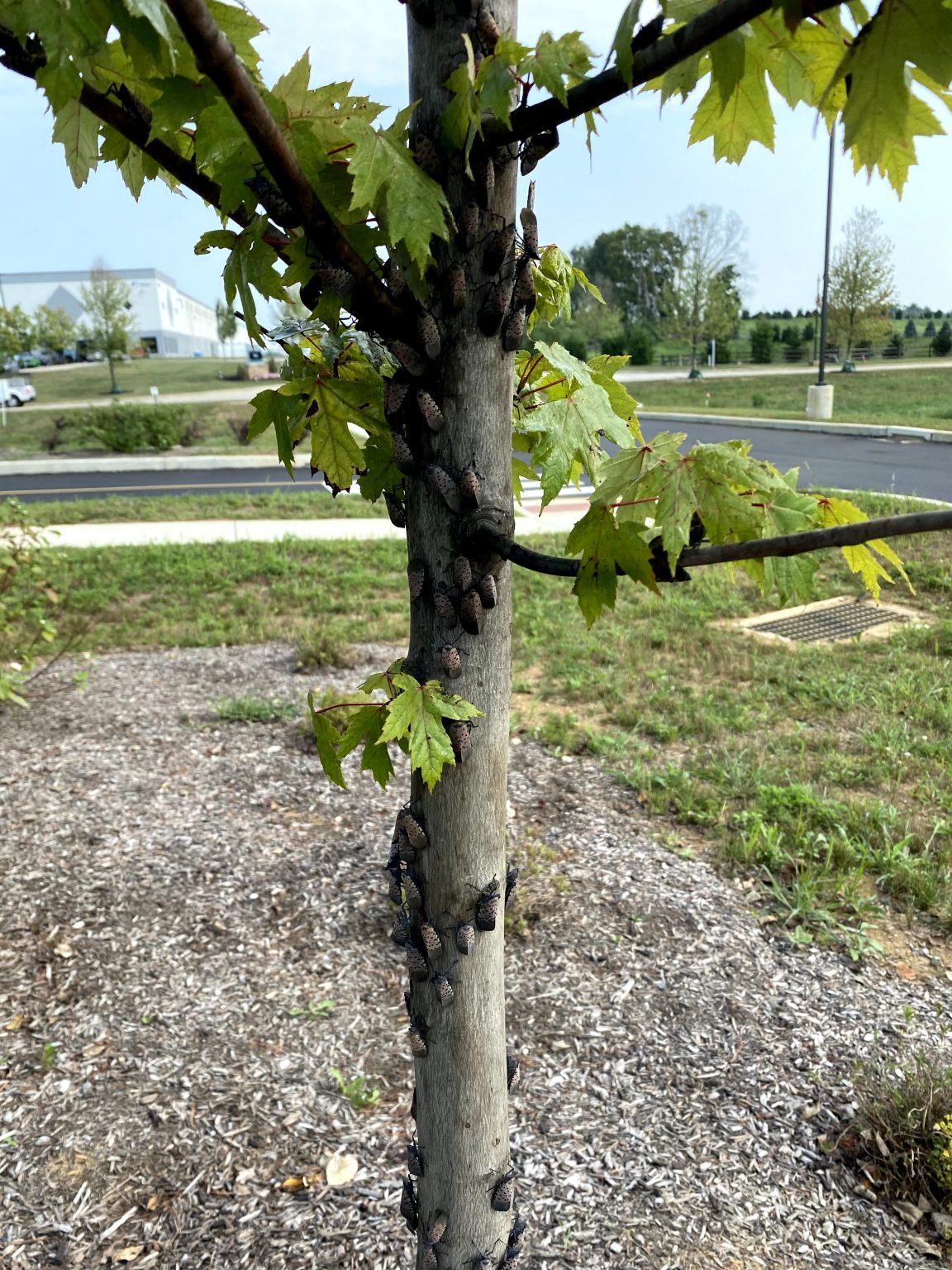 The Concern With Spotted Lanternflies In Macungie PA EMI Landscape