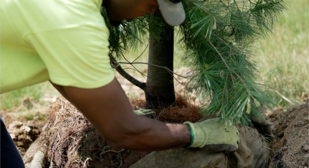 Tree installation and removal